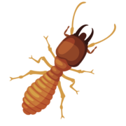 termite